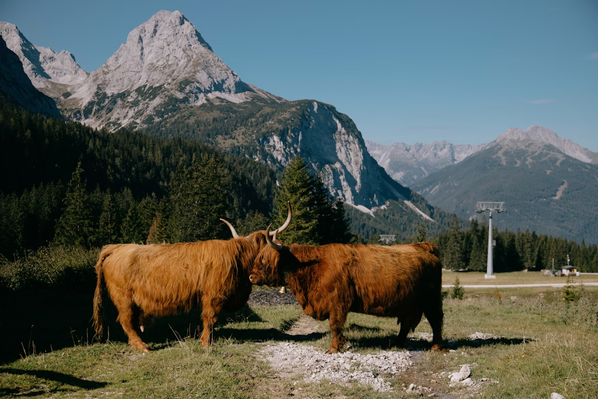 Garmisch-Partenkirchen-Cow